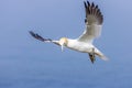 Gannet (Morus bassanus Royalty Free Stock Photo