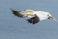 Gannet (Morus bassanus Royalty Free Stock Photo