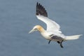 Gannet (Morus bassanus Royalty Free Stock Photo