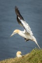 Gannet (Morus bassanus Royalty Free Stock Photo