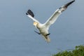 Gannet (Morus bassanus Royalty Free Stock Photo