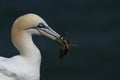 Gannet Morus bassanus with nesting material, part of courtship behaviour. Royalty Free Stock Photo