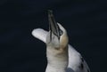 Gannet Morus bassanus showing courtship behaviour .