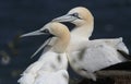 Gannet Morus bassanus showing courtship behaviour .