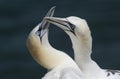 Gannet Morus bassanus showing courtship behaviour .