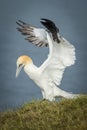 Gannet (Morus bassanus Royalty Free Stock Photo