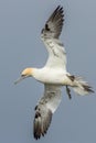 Gannet (Morus bassanus Royalty Free Stock Photo
