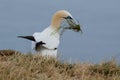 Gannet nest building Royalty Free Stock Photo