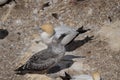 Gannet Paret with chick