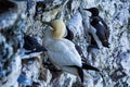 Gannet perched precariously on rocky cliff edge with Guillemots