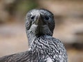 Gannet Royalty Free Stock Photo