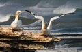 Gannet ready to go