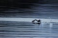 Gannet running across the water