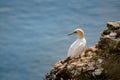 Gannet sea bird, morus bassanus Royalty Free Stock Photo