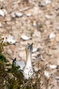 Gannet sea bird, morus bassanus Royalty Free Stock Photo