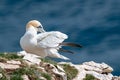 Gannet sea bird, morus bassanus, preening feathers Royalty Free Stock Photo