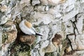 Gannet sea bird, morus bassanus carefully preening feathers perched on cliff nest Royalty Free Stock Photo