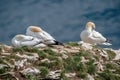 Gannet sea bird, morus bassanus, trying to get some sleep Royalty Free Stock Photo