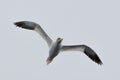 A Gannet seabird flying over the sea in the Shetlands