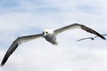 A Gannet seabird flying over the sea in the Shetlands