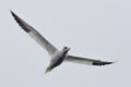 A Gannet seabird flying over the sea in the Shetlands