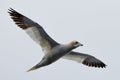 A Gannet seabird flying over the sea in the Shetlands