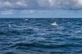 Gannet seabirds, Morus Bassanus, flying and floating over blue waters of Atlantic Ocean