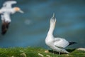 Gannet sky pointing Royalty Free Stock Photo