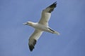 Gannet, Sula bassana Royalty Free Stock Photo