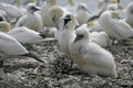 Gannet, Sula bassana Royalty Free Stock Photo