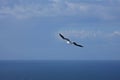 Gannet at Troup Head