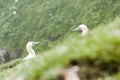 Gannets