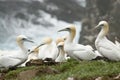 Gannets Royalty Free Stock Photo