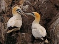 Gannets on Bass Rock