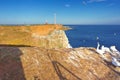 Gannets breeding colony Heligoland Helgoland Royalty Free Stock Photo