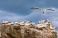 Gannets, Cape Kidnappers, New Zealand