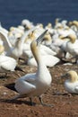 Gannets colony Royalty Free Stock Photo