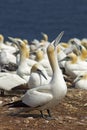 Gannets colony Royalty Free Stock Photo
