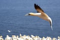 Gannets colony Royalty Free Stock Photo