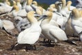Gannets colony Royalty Free Stock Photo
