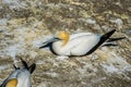 Gannets in colony on cliff Royalty Free Stock Photo