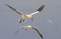 Gannets in flight Royalty Free Stock Photo