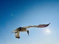 Gannets in flight Royalty Free Stock Photo