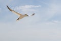 Gannets in flight on their breeding colony at Helgoland. Royalty Free Stock Photo