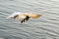 Gannets in flight on their breeding colony at Helgoland. Royalty Free Stock Photo