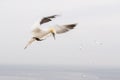 Gannets in flight on their breeding colony at Helgoland. Royalty Free Stock Photo