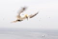 Gannets in flight on their breeding colony at Helgoland. Royalty Free Stock Photo