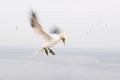 Gannets in flight on their breeding colony at Helgoland. Royalty Free Stock Photo