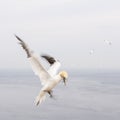 Gannets in flight on their breeding colony at Helgoland. Royalty Free Stock Photo