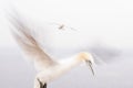 Gannets in flight on their breeding colony at Helgoland. Royalty Free Stock Photo